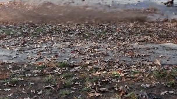 Man with leaf blower fallen autumn leaves in the yard — Vídeo de stock