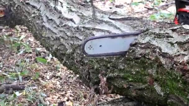 Professionele stad nutsvoorzieningen snijden een grote boom in de stad na een orkaan storm schade bomen storm — Stockvideo