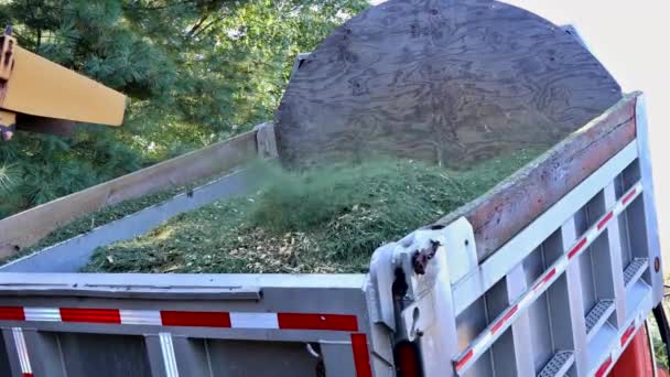 Slijpmachine om spaander gemalen boomtakken voor het mulchen van de bodem te worden — Stockvideo