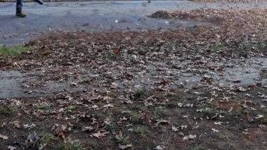 Adam ağır bir yaprak üfleyici çalıştırıyor: yapraklar kıvrılıyor ve hoş gün ışığında parlıyor