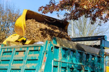 Şehrin gelişimi üzerine takım çalışması traktörle düşen yaprakları temizliyor.
