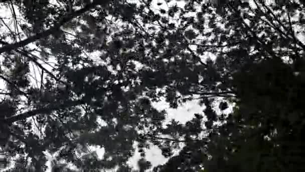 Alberi durante la tempesta e forti piogge e forte vento che soffia alberi — Video Stock