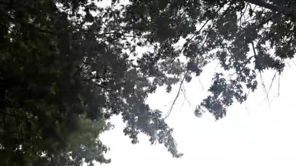 Heftiger Regen bei Sturm weht Bäume um — Stockvideo