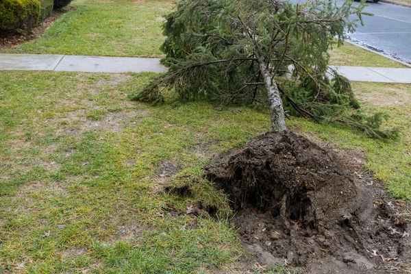 強いハリケーンの後の嵐の被害で倒れた木 — ストック写真