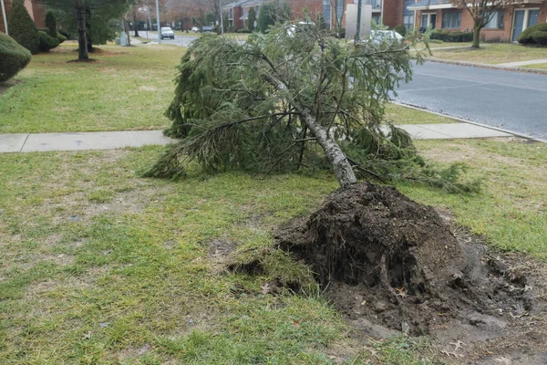 Kırık Ağaçlar Kasırga Hasarı Sırasında Güçlendiler — Stok fotoğraf