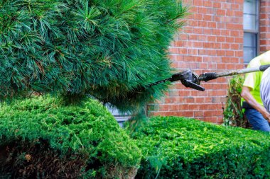 Çit budayıcı ile çit kesmek dalları seçici bir odak noktasıyla budamaktır