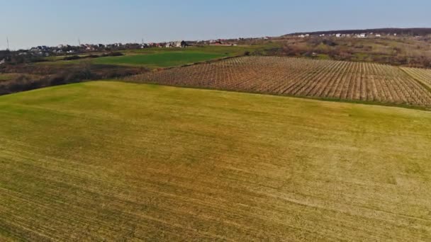 Чудовий виноградник з великим виноградним полем навесні на Україні Zakarpattya — стокове відео