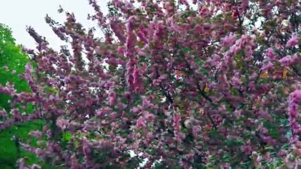 Japonesa flor cereza sakura con flores en hermosa — Vídeos de Stock