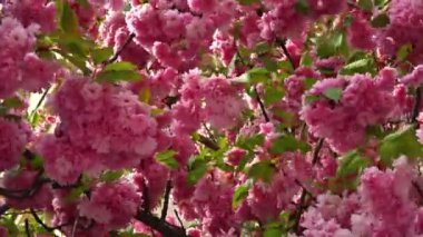 Güzel çiçekli arka plan Japon kirazı Sakura.