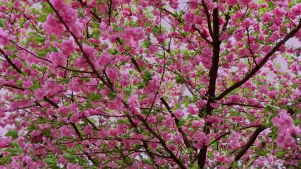 Cherry květ Japonsko sakura květina jaro příroda scéna — Stock video