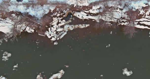 Много диких уток плавают по реке зимой — стоковое видео