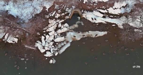 Gli uccelli uno stormo di anatre nuotano nel fiume in inverno — Video Stock