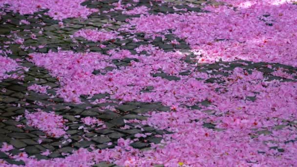 Japon Sakura Fleurs de cerisier rose pétales couvrant le sol — Video