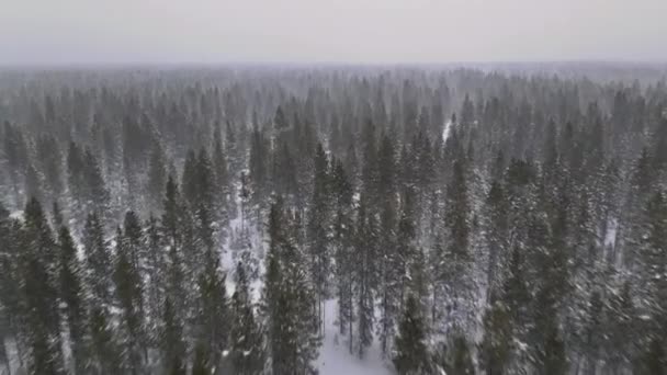 Hiver enneigé scène de forêt sapins couverts de neige dans de fortes chutes de neige — Video