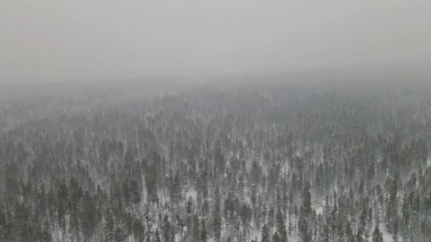 豪雪の中、雪に覆われた松林 — ストック動画