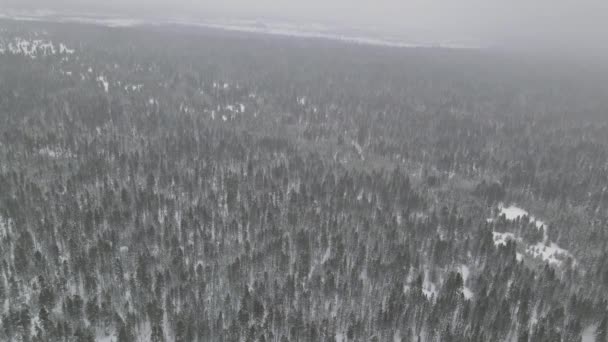 Tajemniczy fantastyczny zimowy panoramiczny krajobraz z zaśnieżonym lasem w obfitych opadach śniegu, widok z lotu ptaka — Wideo stockowe