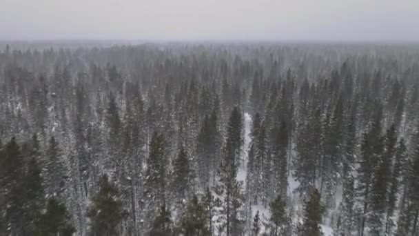 Foresta di pini innevata durante una nevicata — Video Stock