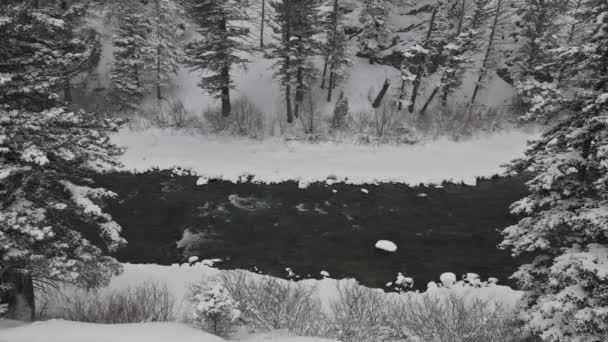 Paesaggio nevoso d'inverno in fiume di montagna su nevicata con pini di neve coperta — Video Stock