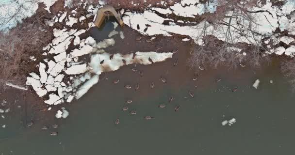 Rebanho de patos nadam no rio no inverno — Vídeo de Stock