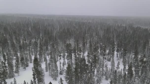 Forêt enneigée en fortes chutes de neige, vue aérienne avec paysage panoramique hivernal — Video