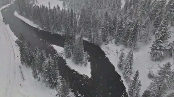 Paesaggio nevoso d'inverno in fiume di montagna su nevicata con pini di neve coperta — Video Stock