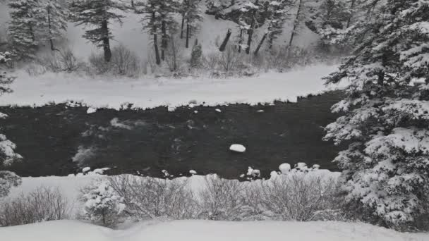 Αεροφωτογραφία χιονισμένη χειμερινή σκηνή με χιονόπτωση στον ποταμό Yellowstone, χειμώνας, Εθνικό Πάρκο Yellowstone — Αρχείο Βίντεο