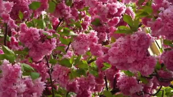 Jarní sakura třešňové květy v květu pohání vítr — Stock video