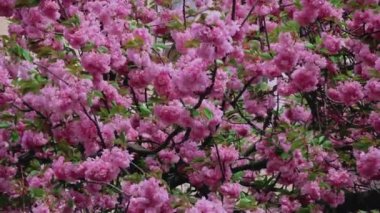 Güzel çiçekli arka plan Japon kirazı Sakura.