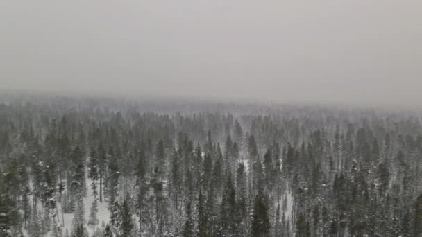 Vue aérienne forte neige humide chute hiver paysage dans la neige recouvert d'une neige se trouve sur les branches de sapins pins — Video