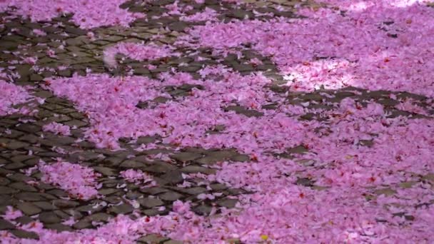 Падіння вишневого цвіту пелюстки сакури природа весняний фон — стокове відео