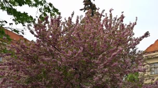 Wiśnia kwiat Japonia sakura kwiat wiosna natura scena krajobraz — Wideo stockowe