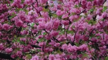 Bahar sakura kiraz çiçekleri çiçek açar rüzgarı sallar