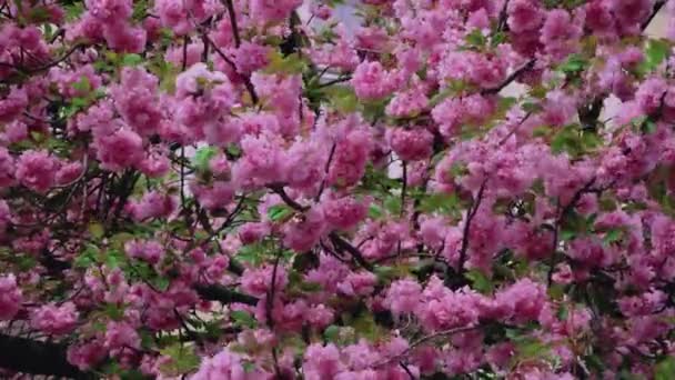 Wiosna sakura kwiat wiśni w rozkwicie kołysze wiatr — Wideo stockowe