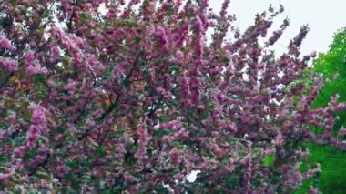 Kiraz çiçeği Japonya sakura çiçeği bahar manzarası