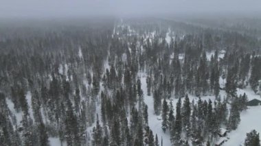 Karlı kış ormanı manzarası. Şiddetli karla kaplı köknar ağaçları.