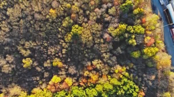 Вид на осінній ліс з висоти — стокове відео