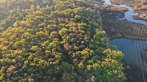 Outono vista superior da bela floresta com árvores caducifólias e coníferas — Vídeo de Stock