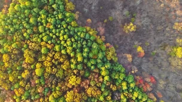 Herbst Wald aus einer Höhe von Flug gelben Blättern Bäume Laub — Stockvideo