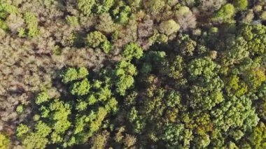 Uçuşun yüksekliğinden gelen sonbahar ormanı yaprakları yapraklar yaprak döker.