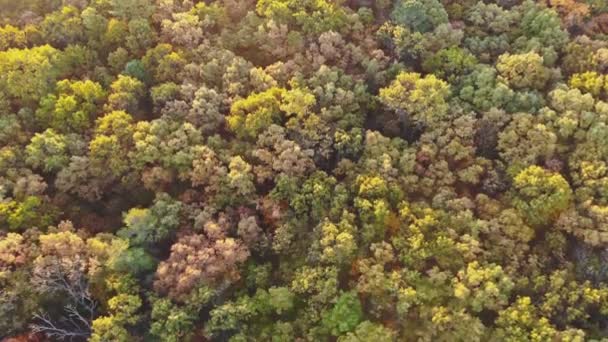 Ausgedehnte Laubwaldlandschaft des Herbstwaldes in der Höhe — Stockvideo