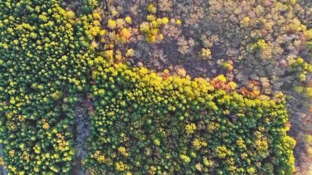 Rozległy krajobraz liściasty las jesienny las w z wysokość — Wideo stockowe