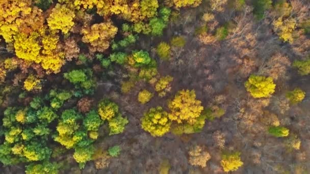 Blick auf den Herbstwald in der Höhe — Stockvideo