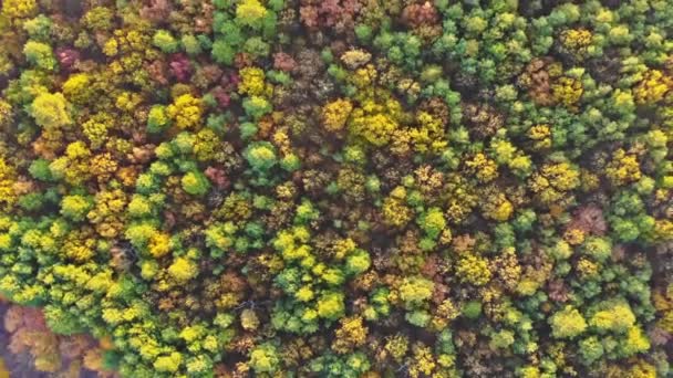 A lombhullató fák őszi kiterjedésének magasságában levelek nélküli faágak — Stock videók