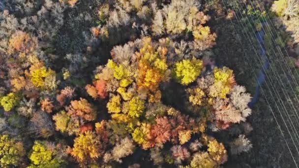 Szenische Luftaufnahme des Laubbaumwaldes im Herbst — Stockvideo