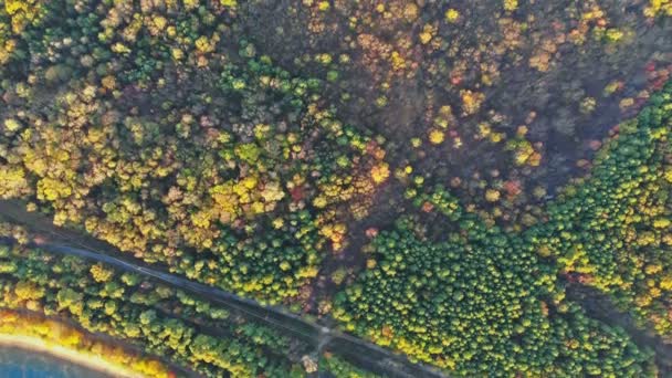 Jesień przeciwko panoramicznym drzewom liściastym — Wideo stockowe