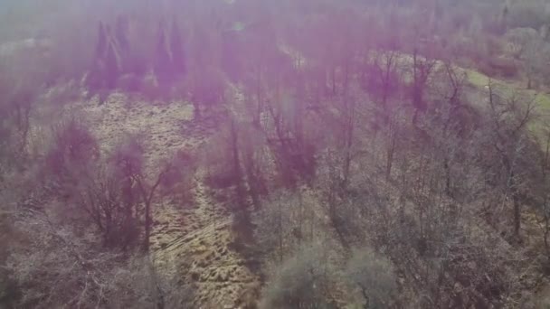 Natuurlijke bossen in de Karpaten in het vroege voorjaar loofbos in een bladloze staat — Stockvideo