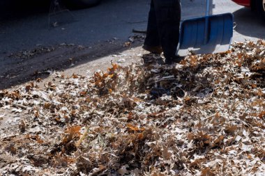 Cleaning in the fallen down fall of foliage leaves with a during autumn time in the city