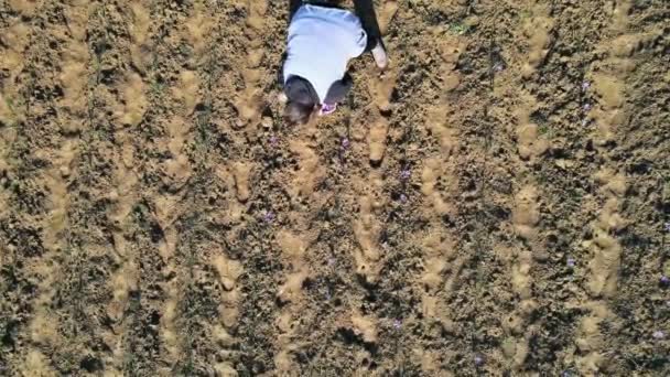 Рабочие, собирающие урожай на шафровом поле осенью — стоковое видео