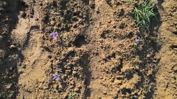 Fiori di zafferano campo fiorito fattoria in autunno — Video Stock