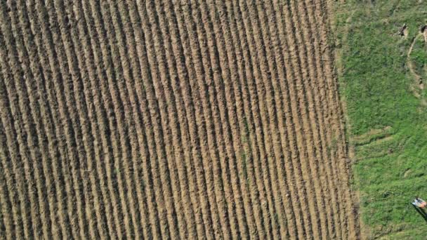 Saffron flores fieldon fazenda de flores no outono — Vídeo de Stock